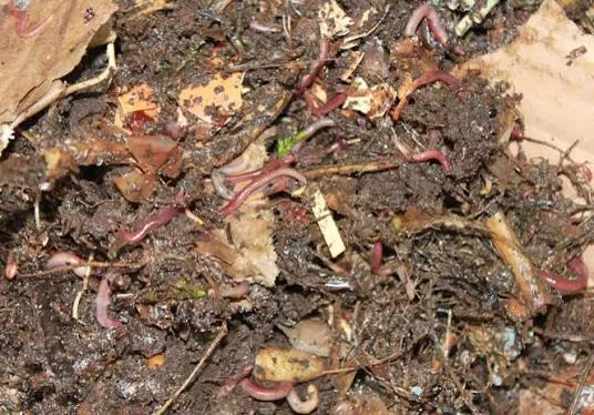 Earthworms working through a vermicompost bed of cow dung and organic matter