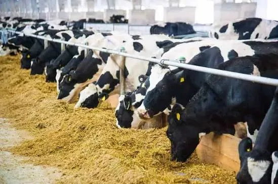 Cattle feeding in a clean shed where dung is collected daily