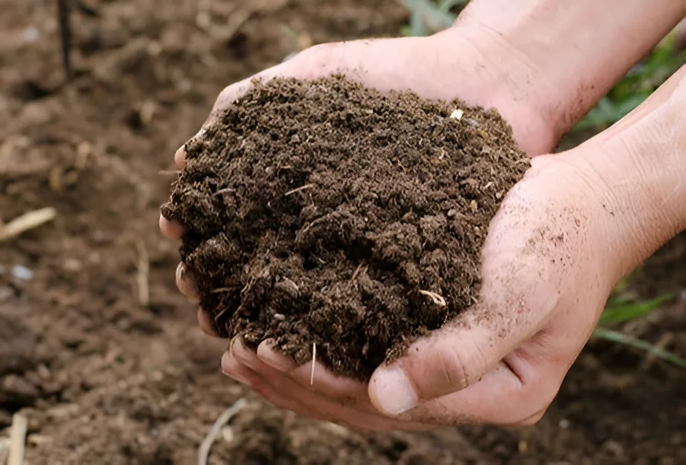 Hands holding a fistful of rich organic cow dung manure