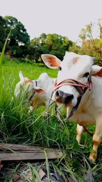 Indigenous desi cows grazing on fresh green fodder
