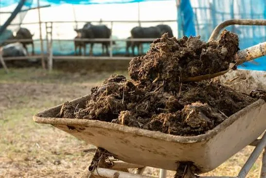 Wheelbarrow filled with fresh cow dung at a cattle farm
